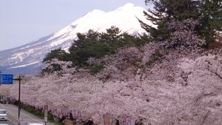 桜が満開の公園