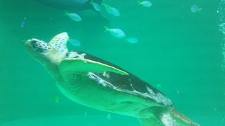 見所満載！鳥羽水族館