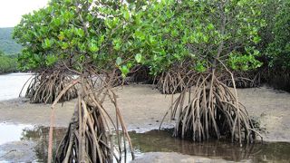 おすすめのマングローブ