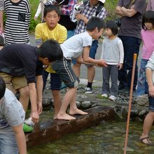 ニジマス、アマゴのつかみ取り