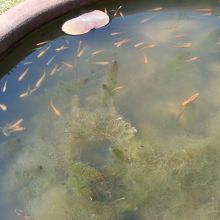 メダカですよね