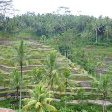 周りの風景を見なければ日本の棚田のよう