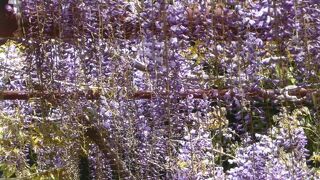 六分咲きでした。