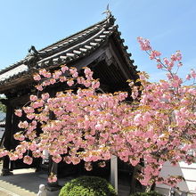 八重桜に彩られる頼久寺山門