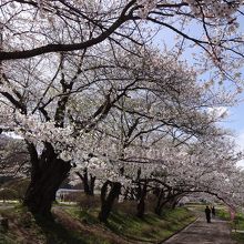 桜のトンネルの両側にも道が有るので人出の割に歩きやすい
