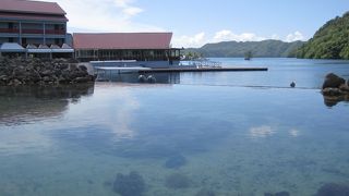 ミズクラゲを観察