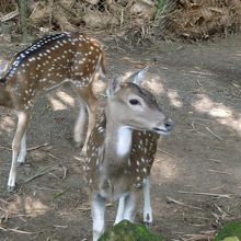 かわいいバンビ