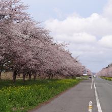 大潟村桜 菜の花ロード
