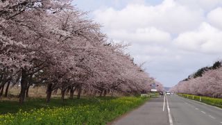 大潟村桜 菜の花ロード