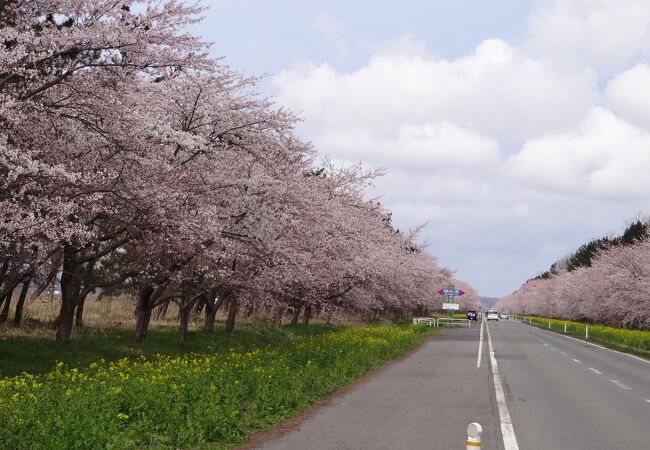 大潟村桜 菜の花ロード