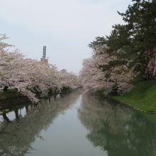 追手門付近のお堀沿いの桜