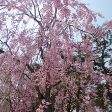 本丸のベニヤエシダレは満開
