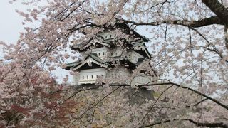 弘前でお花見2013