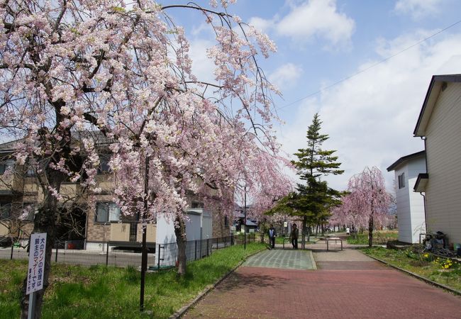 しだれ桜散歩道という桜の名所