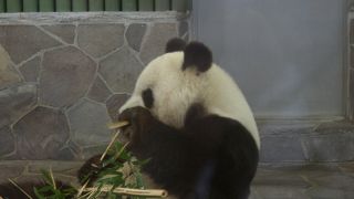 日本で唯一パンダとコアラ、レッサーパンダが同時に見れる動物園