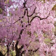 桜も良いが松が素晴らしい