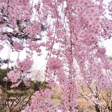 可憐な枝垂れ桜