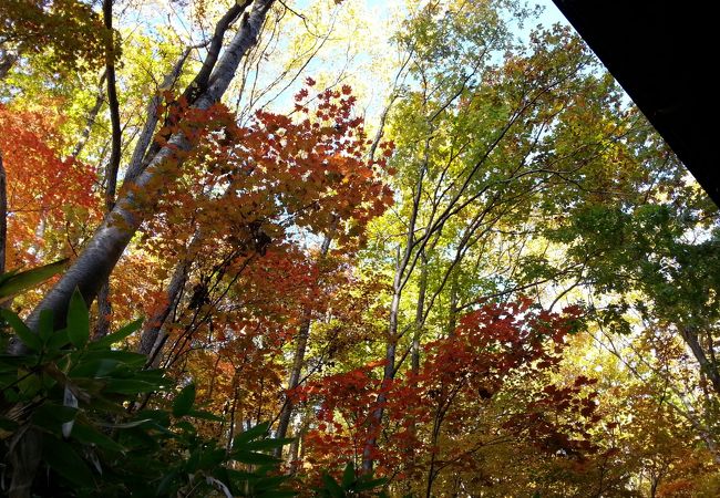 露天風呂の周りは広葉樹。新緑や紅葉の時季は特にキレイ