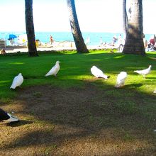 ワイキキビーチ手前は芝生の所も