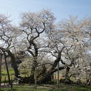 大河ドラマ「八重の桜」のオープニングで使われている桜