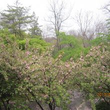「大王さまの見張り台」付近の八重桜
