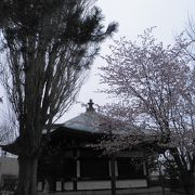 桜が咲き始めた大覚寺