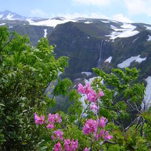 ツツジと山頂方面