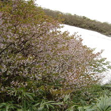 残雪の上に咲く桜。