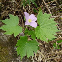 シラネアオイの花
