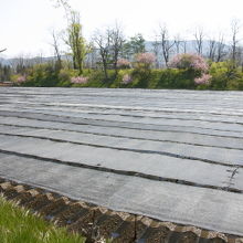 訪れたＧＷには、寒冷紗が掛けられていました