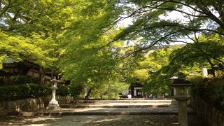 あおいもみじの木漏れ日がほわわ～