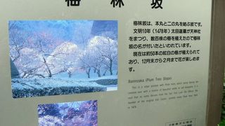 梅の名所　皇居東御苑・梅林坂