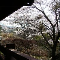 同じく、テラスからのサクラ