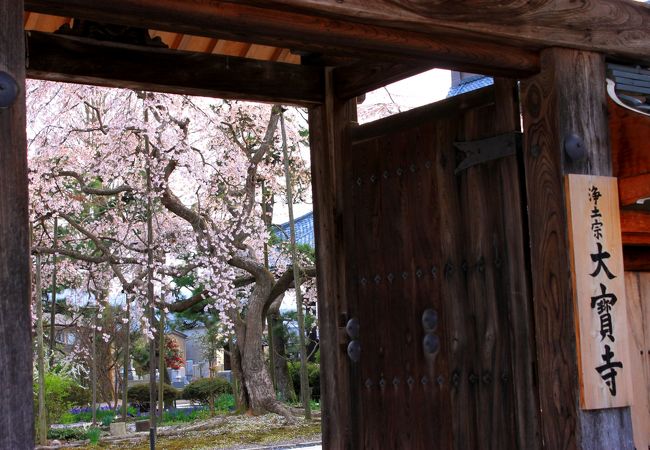 大宝寺の枝垂れ桜と雪柳　杉苔に散り落ちる花びら