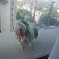 朝、オウムくんが訪問。