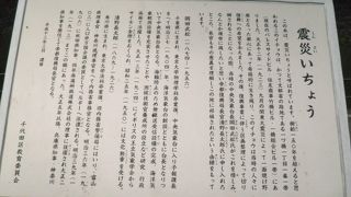 関東大震災によって一面焼け野原となった都心で奇跡的に生き残ったイチョウの木