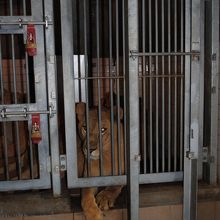 ライオンもこんな近い