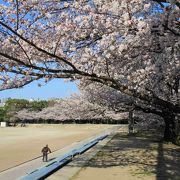 お花見・・・空いている場所発見！！