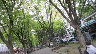 ケヤキ並木がみごとです