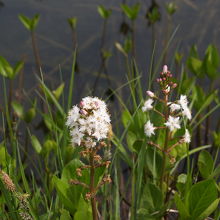まだ真盛りに遭遇したことはない。