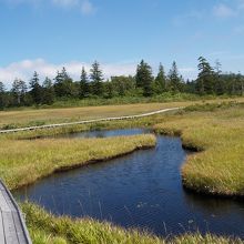 アクセス路の湿原。ここも見どころ。