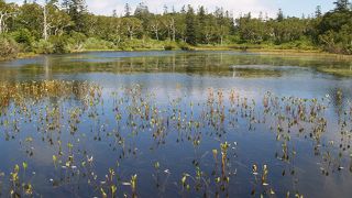 体力の自信のない人でも、手つかずの湿原が見られます。