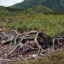亜硫酸ガスの風向きで、枯れた場所があります。