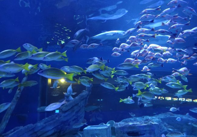 しながわ水族館 クチコミ アクセス 営業時間 大森 大井町 フォートラベル しながわ水族館 クチコミ アクセス 営業時間 大森 大井町 フォートラベル