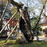 峰張桜とよばれる桜があって、樹齢900年以上とかなりの老木