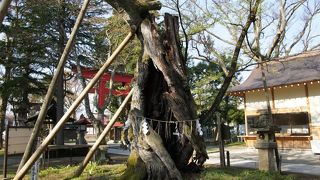 峰張桜とよばれる桜があって、樹齢900年以上とかなりの老木