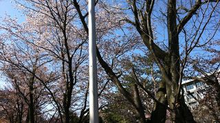 やっと桜が咲きました～