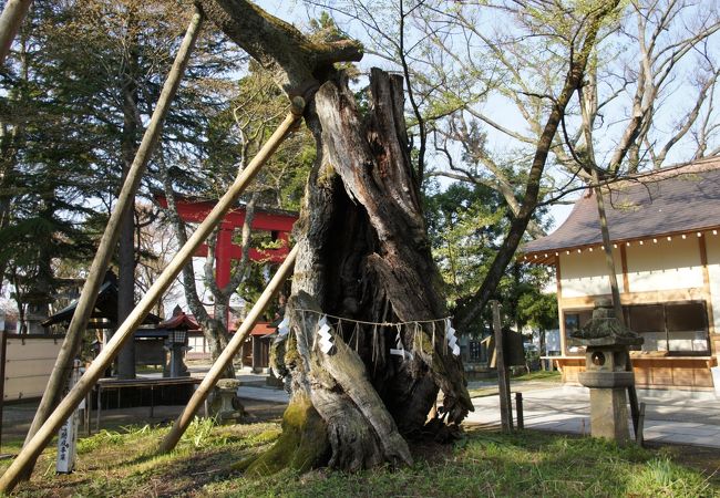 峰張桜とよばれる桜があって、樹齢900年以上とかなりの老木