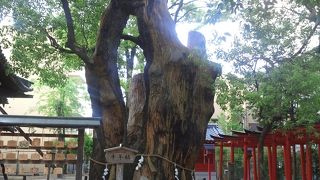 いつ見ても圧巻の大きさ、神秘の御神木です。