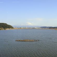 遠くの水鳥が見えます